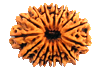 Rudraksha